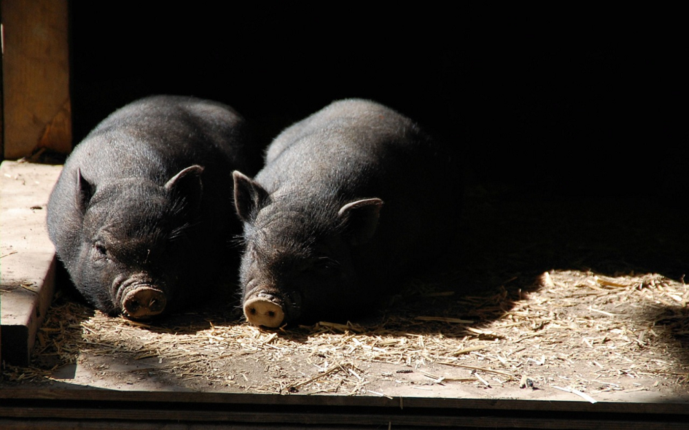 Konflikt interesów na wsi: rolnik od pokoleń i napływowi właściciele domów mieszkalnych. Pilna potrzeba zmiany przepisów bo rośnie ryzyko produkcji rolnej