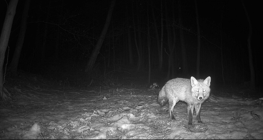 Zwierzęcy świat jest obok nas. Zaglądamy do lasów w Piątkowej i w Chruślicach [ZDJĘCIA]