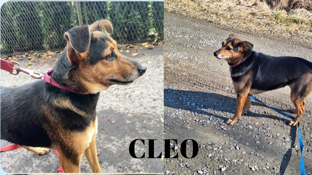 Cleo, Misza i Sara czekają na Ciebie w Łącku! Uwielbiają spacery, są wdzięcznymi towarzyszami i szukają przyjaciół 