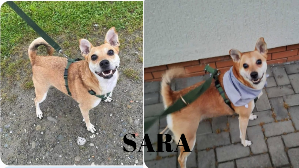 Cleo, Misza i Sara czekają na Ciebie w Łącku! Uwielbiają spacery, są wdzięcznymi towarzyszami i szukają przyjaciół 