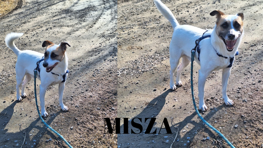 Cleo, Misza i Sara czekają na Ciebie w Łącku! Uwielbiają spacery, są wdzięcznymi towarzyszami i szukają przyjaciół 