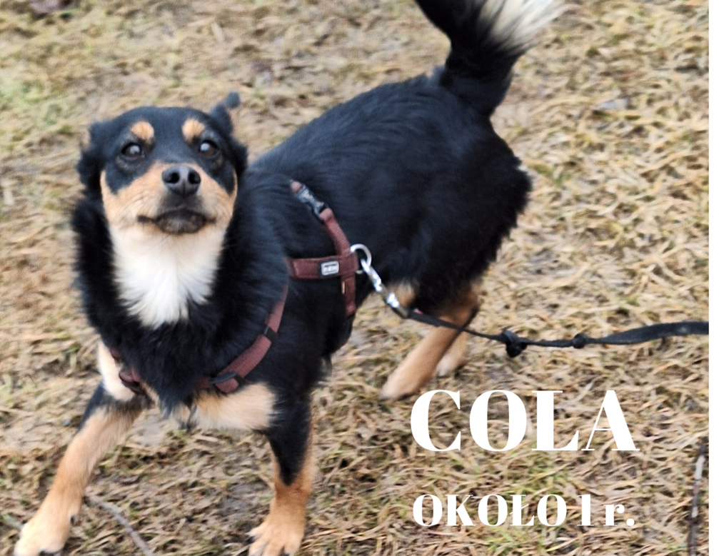 Cleo, Misza i Sara czekają na Ciebie w Łącku! Uwielbiają spacery, są wdzięcznymi towarzyszami i szukają przyjaciół 