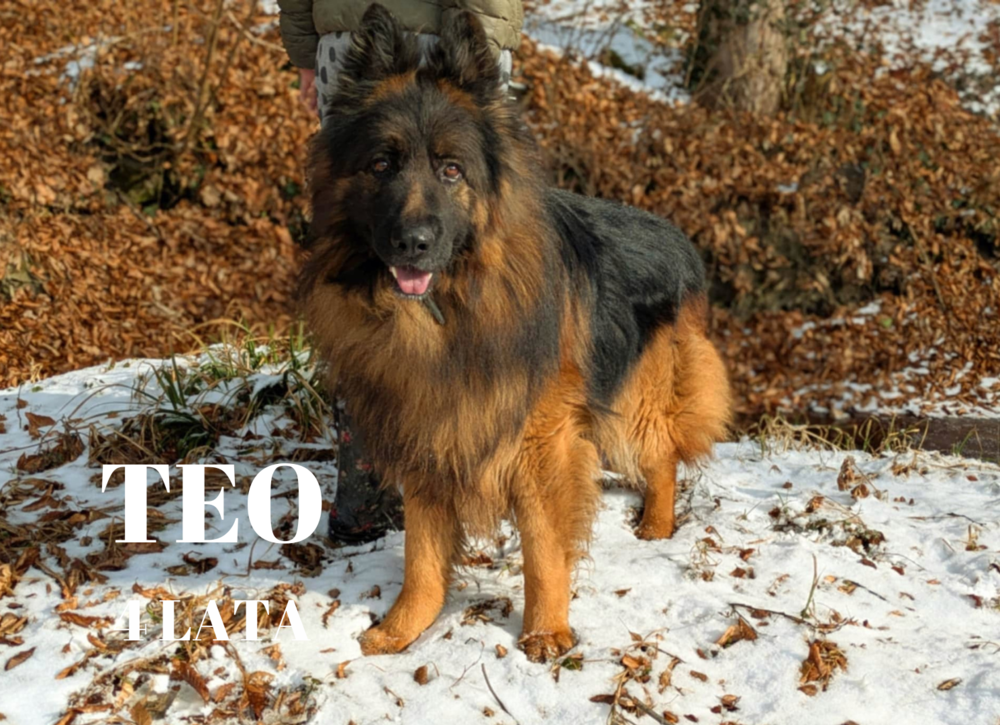 Cleo, Misza i Sara czekają na Ciebie w Łącku! Uwielbiają spacery, są wdzięcznymi towarzyszami i szukają przyjaciół 