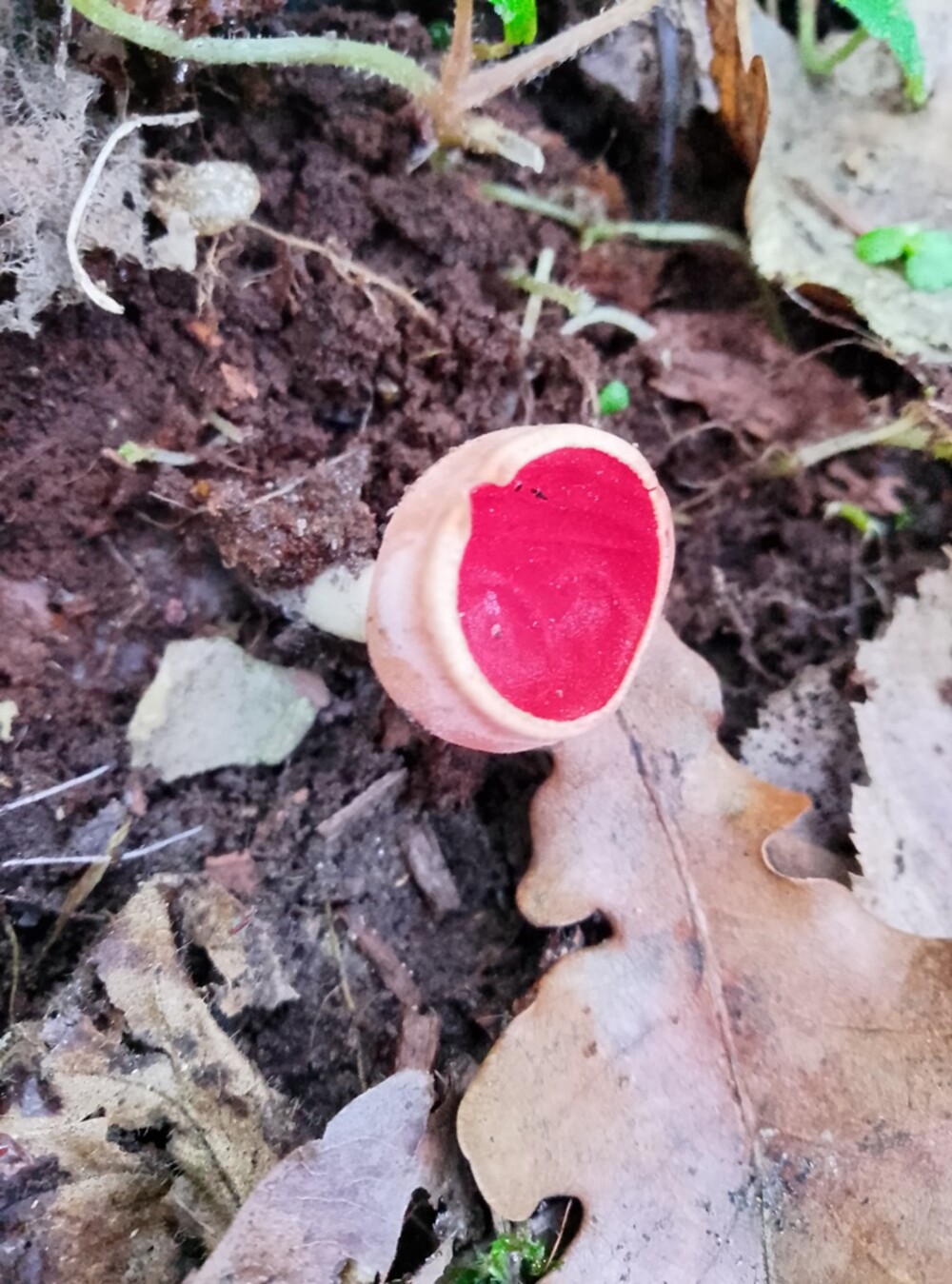Ale dziwoląg, co to jest? Tak zapyta wiele osób