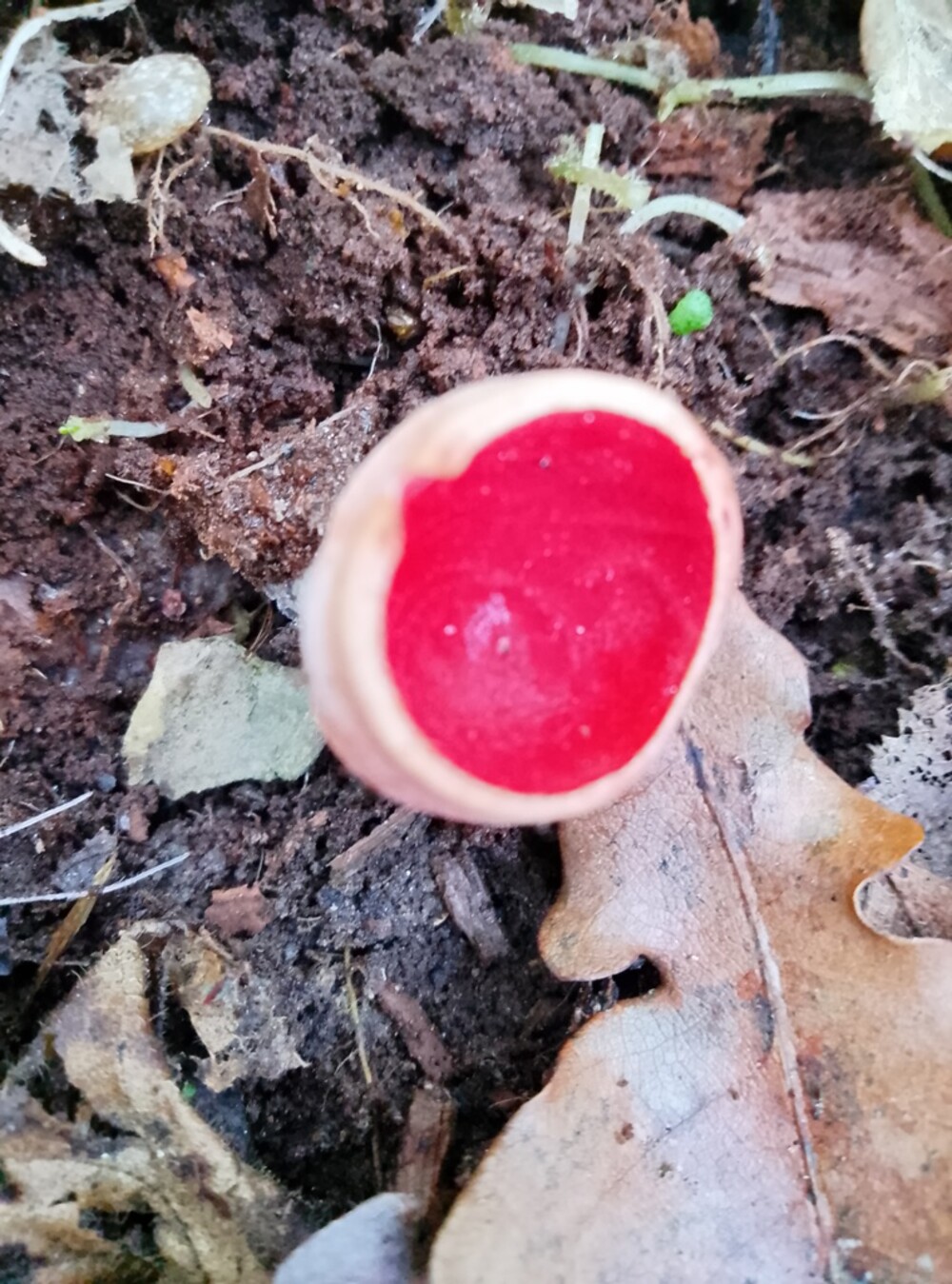 Ale dziwoląg, co to jest? Tak zapyta wiele osób