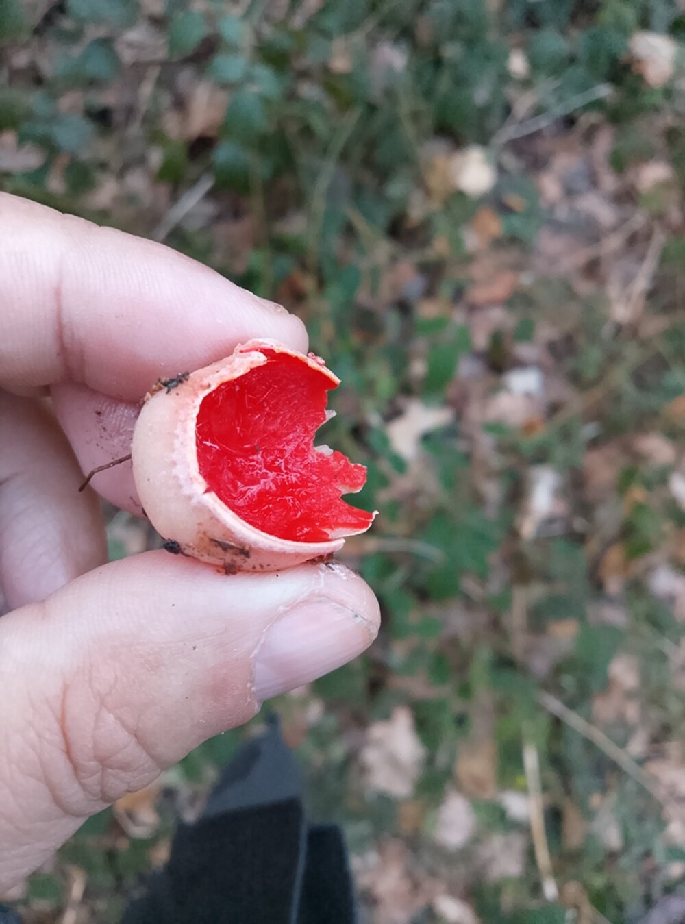 Ale dziwoląg, co to jest? Tak zapyta wiele osób