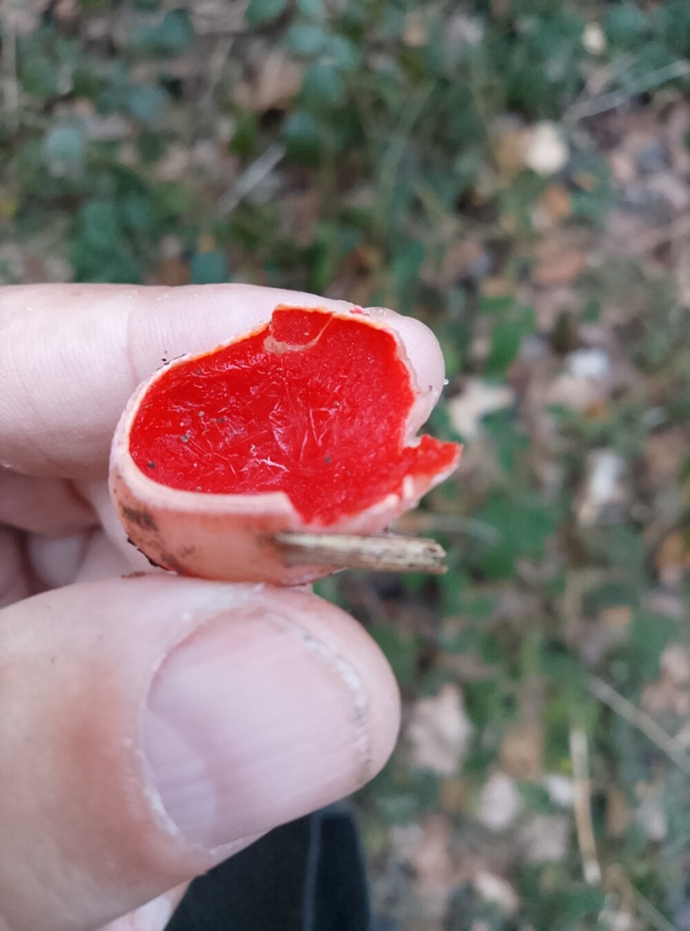 Ale dziwoląg, co to jest? Tak zapyta wiele osób
