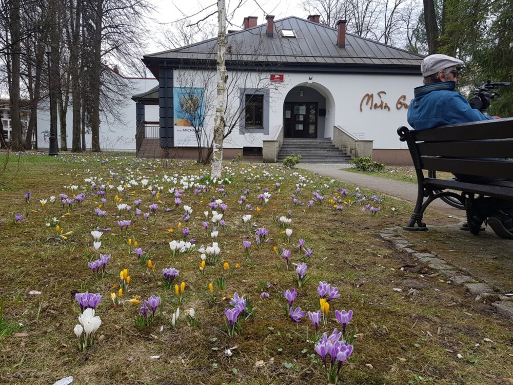 Nowy Sącz też ma swój krokusowy dywan. Wygląda pięknie! [ZDJĘCIA]