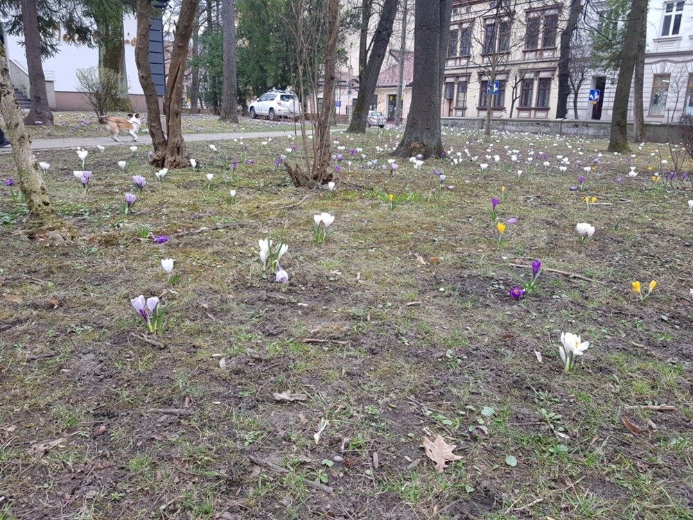 Nowy Sącz też ma swój krokusowy dywan. Wygląda pięknie! [ZDJĘCIA]