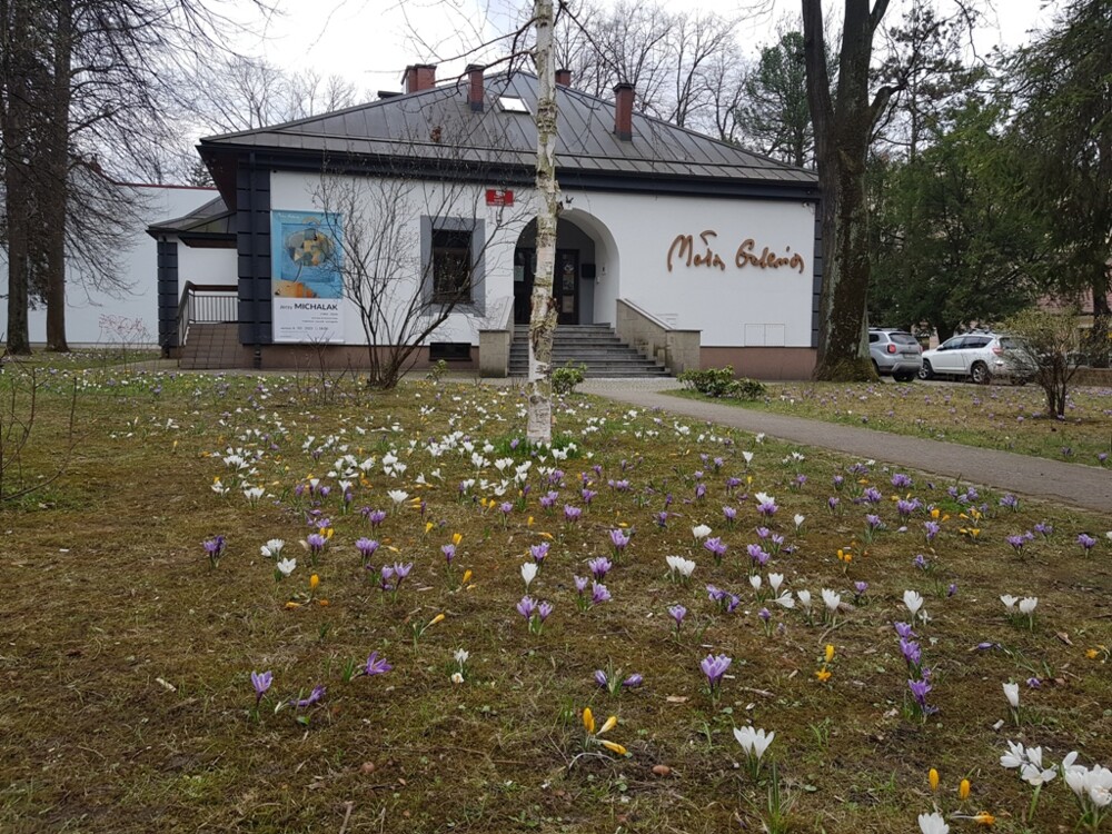 Nowy Sącz też ma swój krokusowy dywan. Wygląda pięknie! [ZDJĘCIA]