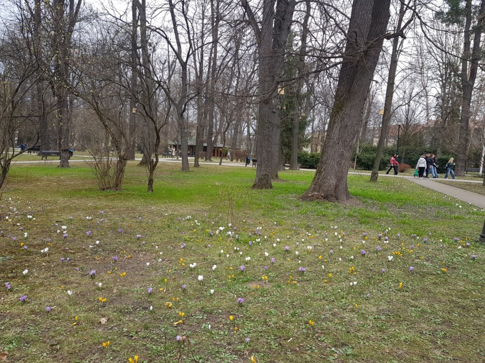 Nowy Sącz też ma swój krokusowy dywan. Wygląda pięknie! [ZDJĘCIA]