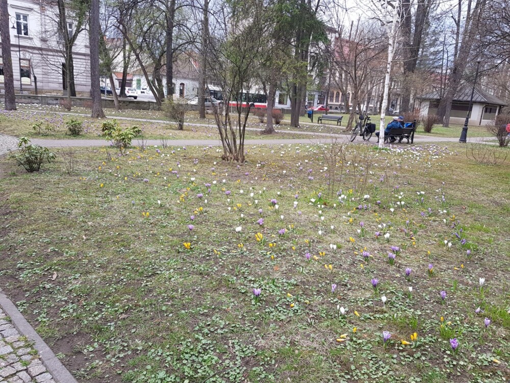 Nowy Sącz też ma swój krokusowy dywan. Wygląda pięknie! [ZDJĘCIA]