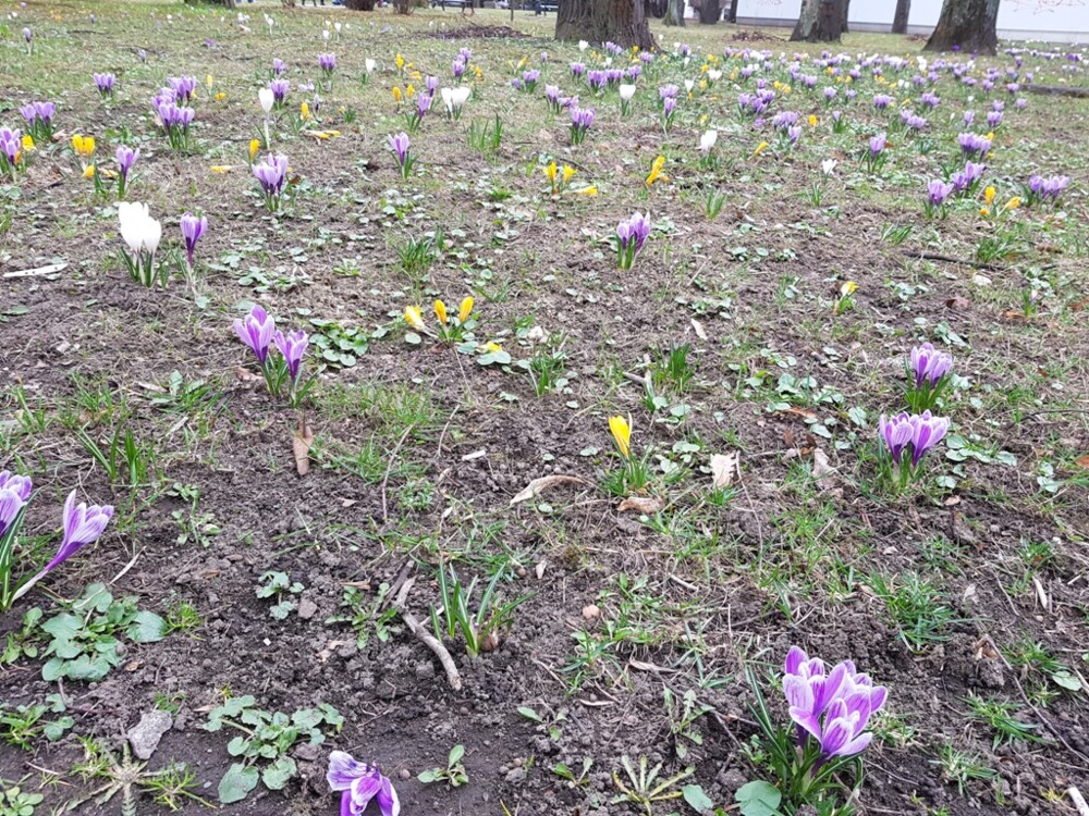 Nowy Sącz też ma swój krokusowy dywan. Wygląda pięknie! [ZDJĘCIA]