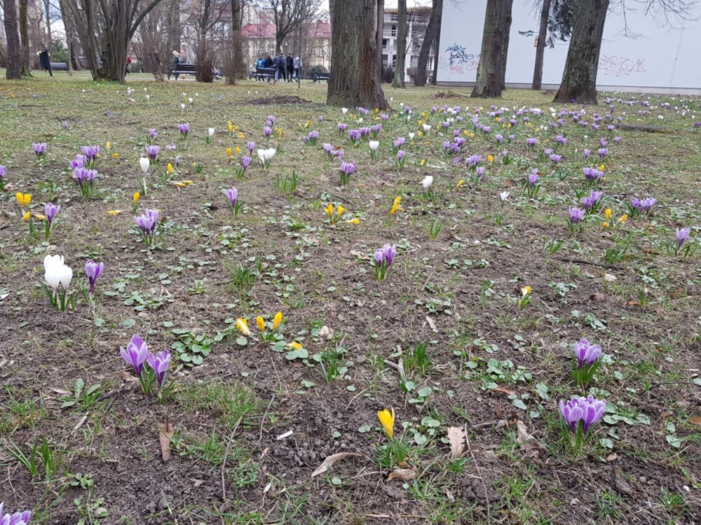 Nowy Sącz też ma swój krokusowy dywan. Wygląda pięknie! [ZDJĘCIA]