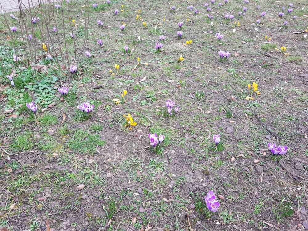 Nowy Sącz też ma swój krokusowy dywan. Wygląda pięknie! [ZDJĘCIA]