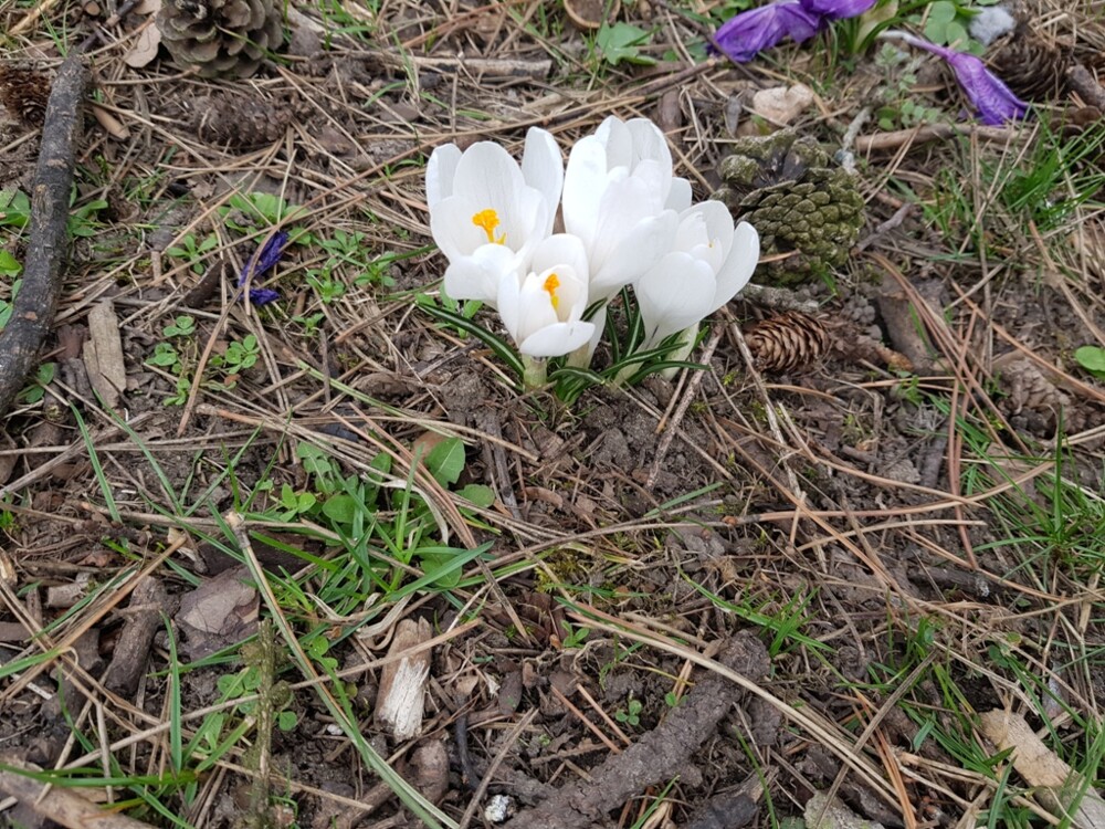 Nowy Sącz też ma swój krokusowy dywan. Wygląda pięknie! [ZDJĘCIA]