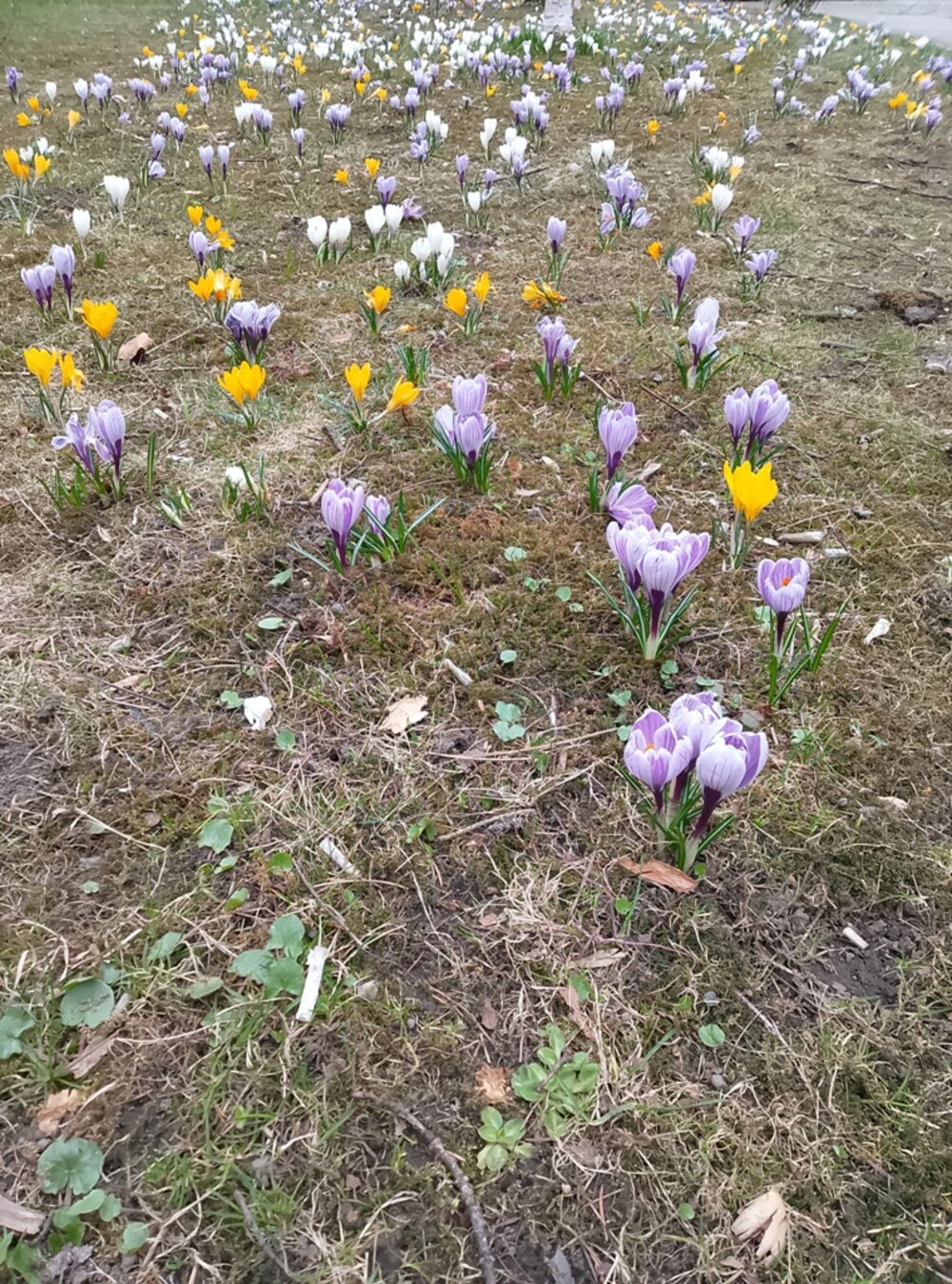 Nowy Sącz też ma swój krokusowy dywan. Wygląda pięknie! [ZDJĘCIA]