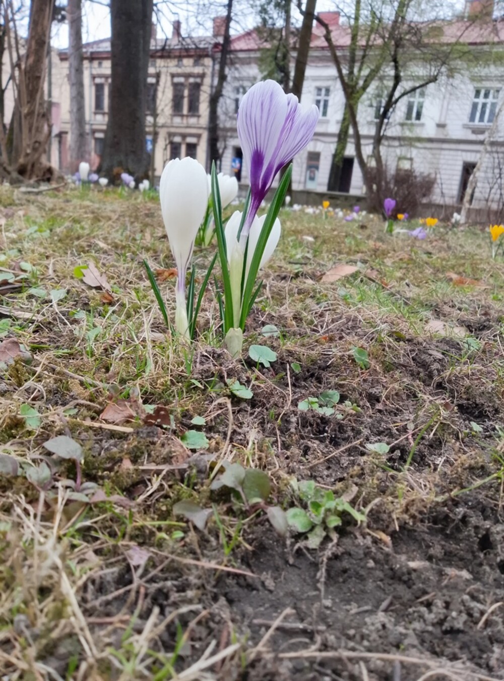 Nowy Sącz też ma swój krokusowy dywan. Wygląda pięknie! [ZDJĘCIA]