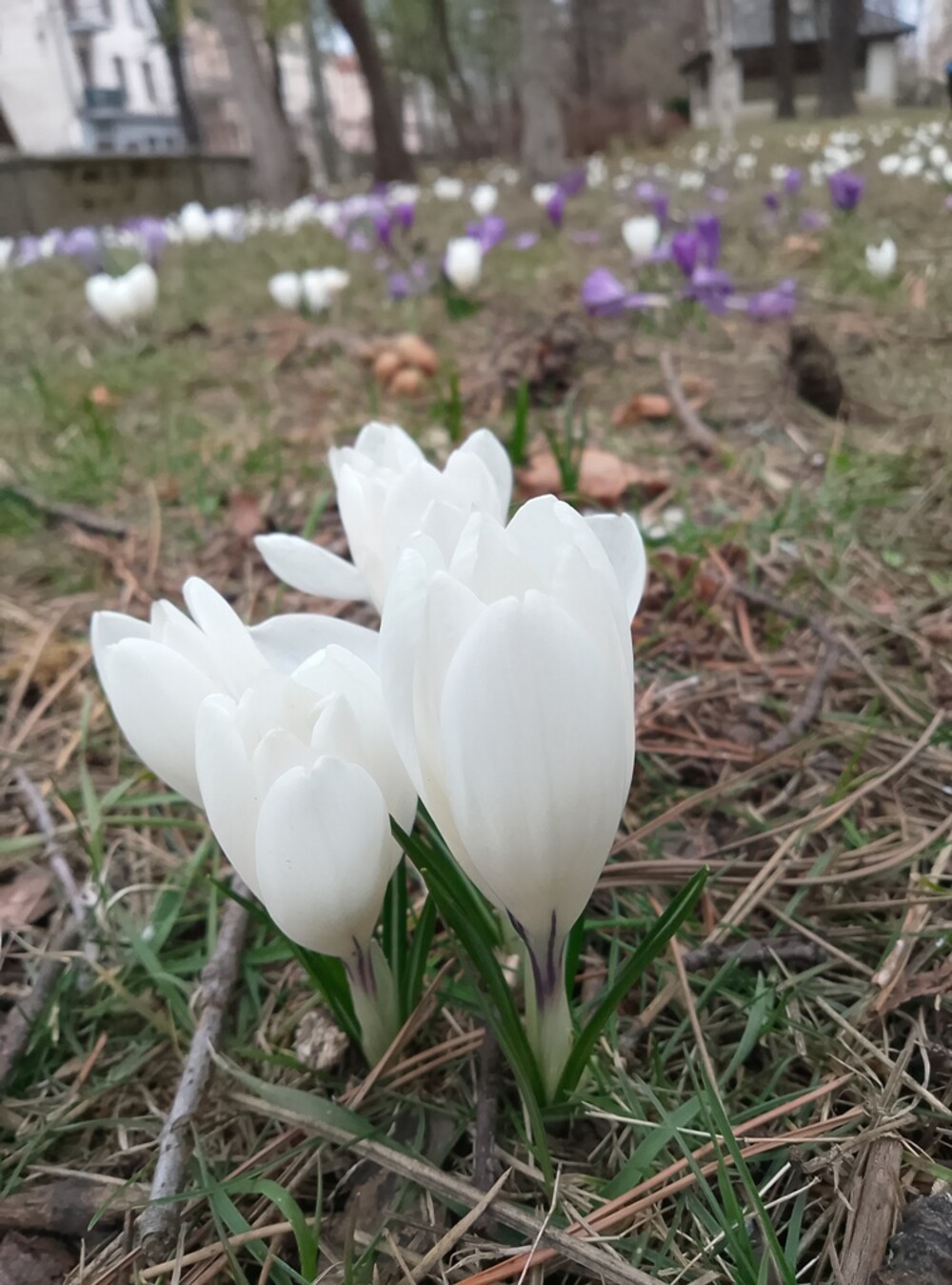Nowy Sącz też ma swój krokusowy dywan. Wygląda pięknie! [ZDJĘCIA]