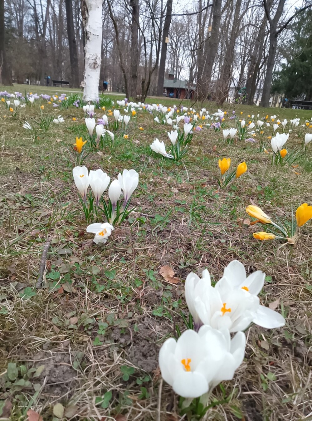 Nowy Sącz też ma swój krokusowy dywan. Wygląda pięknie! [ZDJĘCIA]