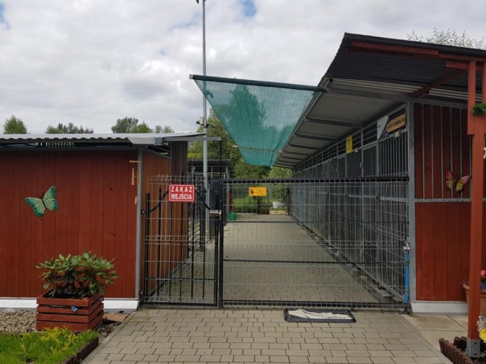 Upały to bardzo trudny czas dla zwierząt. Także tych czekających na adopcję