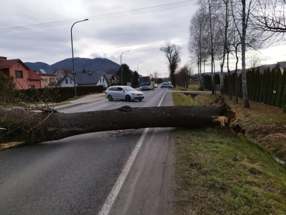 Sprawdzą drzewa przy krajówce. Nie można ich po prostu usunąć przez… nietoperze