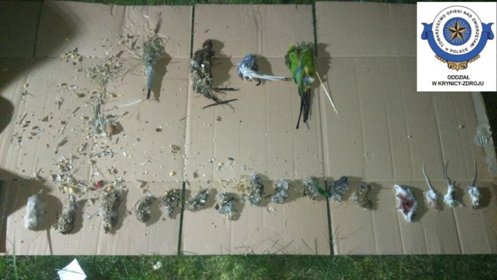 Martwe małpy, chomiki, papugi w sklepie zoologicznym. Jest bezprecedensowy wyrok