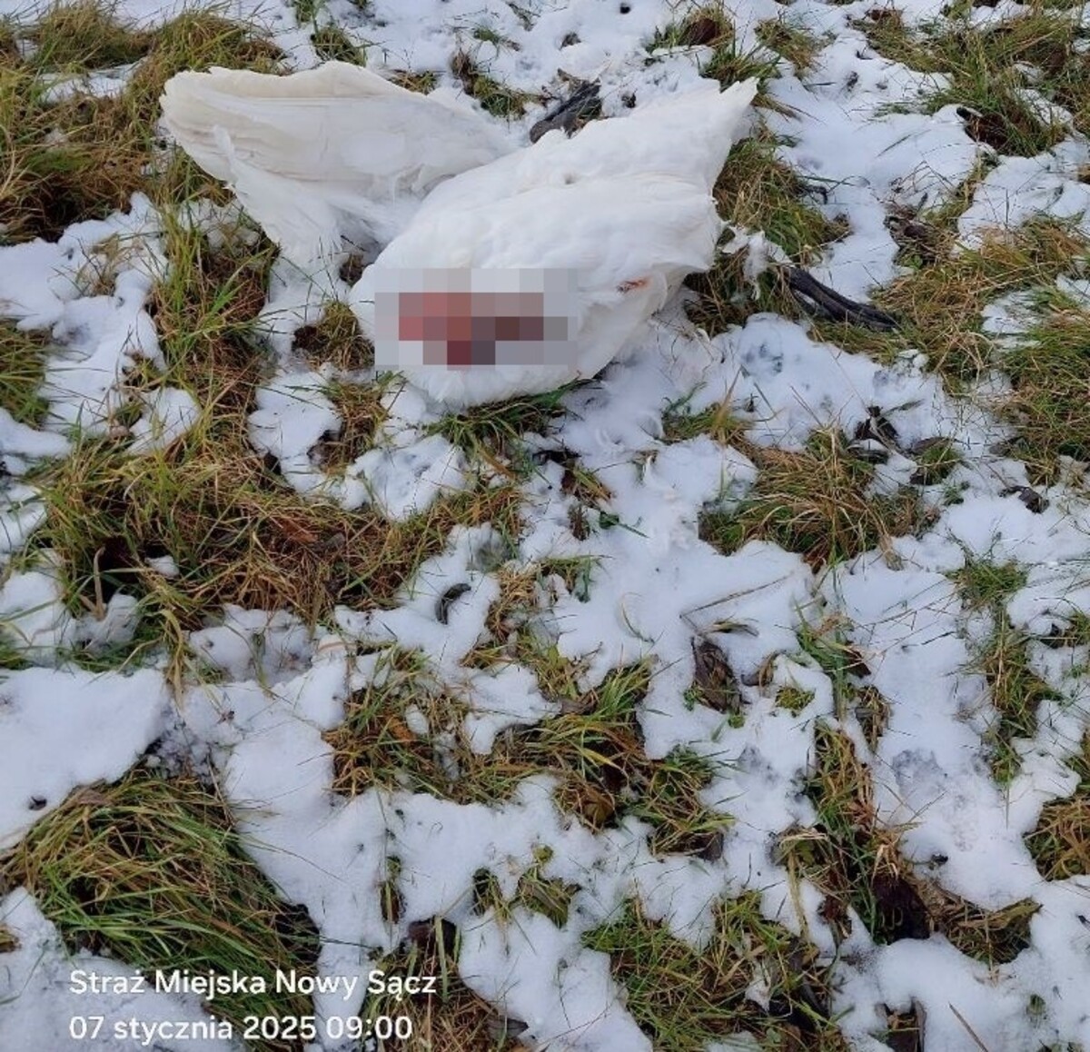 Martwy łabędź nad Dunajcem w Nowym Sączu. Nie tylko jedna interwencja [ZDJĘCIA]